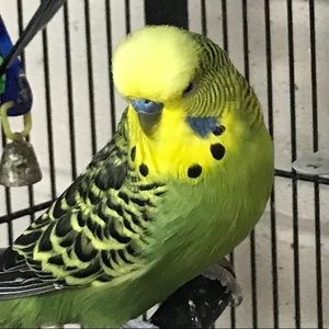 Meet your Posher, Diana